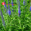 Вероника длиннолистная (синий) 
