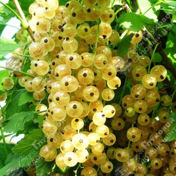 Смородина белая "Версальская" на фото