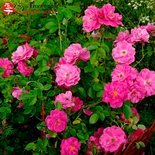 Основное изображение товара