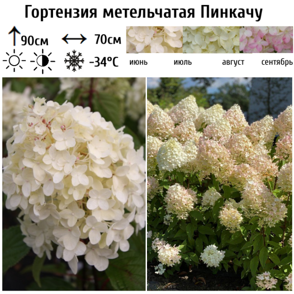 Основное изображение товара