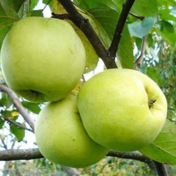 Рисунок 266.jpg