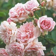 Основное изображение товара