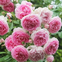 Основное изображение товара