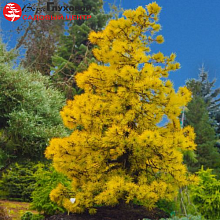 Основное изображение товара