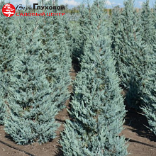 Основное изображение товара