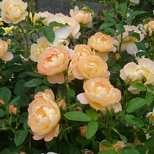 Основное изображение товара