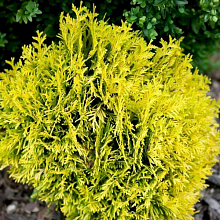 Основное изображение товара