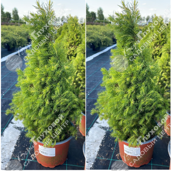 Ель сизая "Перфекта" на фото