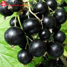 Основное изображение товара