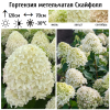 Гортензия метельчатая "Скайфолл" на фото