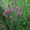 Дубровник светлеющий (Teucrium х lucidrys) С2 НСп/26