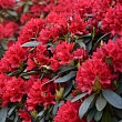 Рододендрон крупноцветковый 