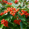 Рябина шведская (Sorbus intermedia) 125-150 С10 БАл/26