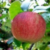 Яблоня Конфетное (летний сорт) 