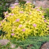 Спирея японская (Spiraea japonica) Голден Принцесс  С2 ГлХ/25