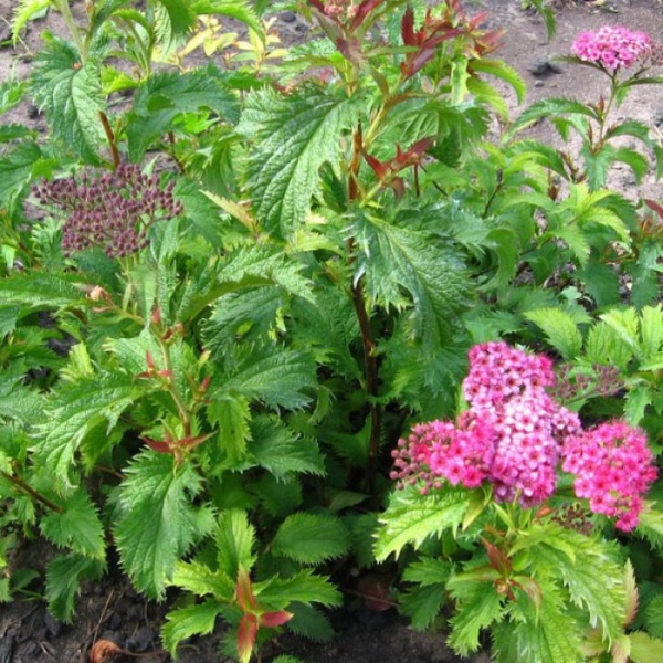 Основное изображение товара