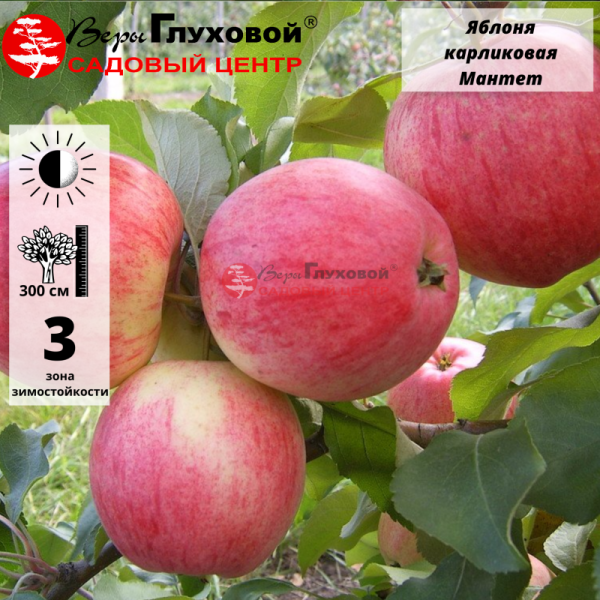 Яблоня карликовая Мантет (летний сорт)