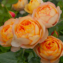 Основное изображение товара