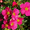 Лапчатка кустарниковая (Potentilla fruticosa) Данни Бой С3 СП/25