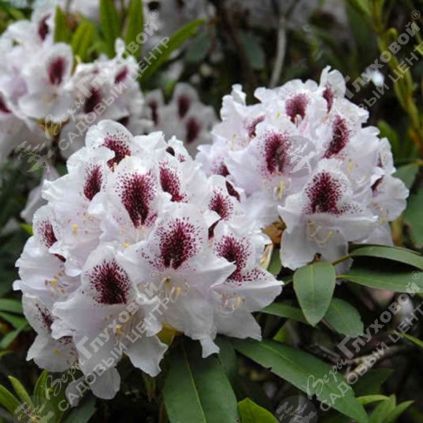 Рододендрон крупноцветковый "Кальсап" на фото
