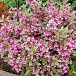 Вейгела цветущая  