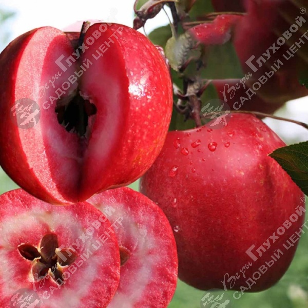 Яблоня "Красная Вертмана" на фото