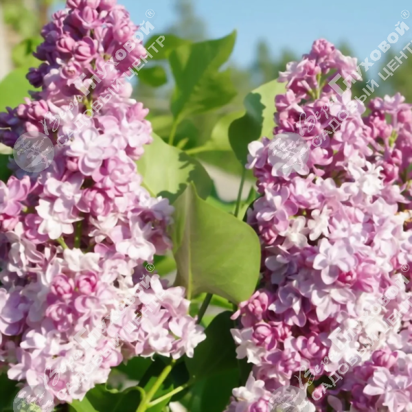 Сирень обыкновенная "Монтень" на фото