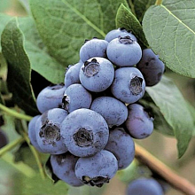 Основное изображение товара