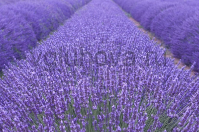 Лаванда узколистная Лаванда узколистная