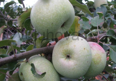 яблоко Кутузовец